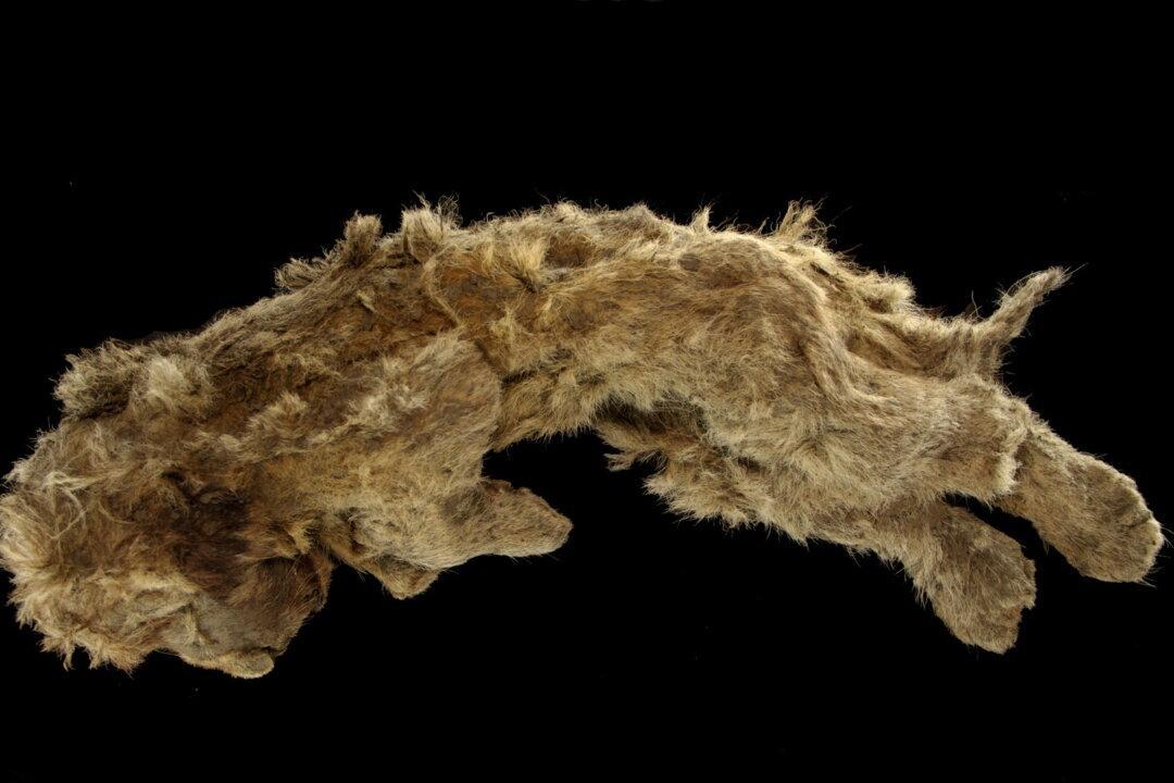 Cave Lion Cub Found in Siberian Permafrost Is 28,000 Years Old
