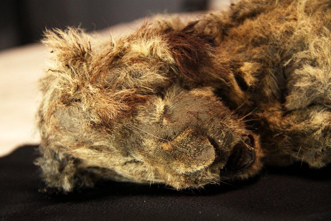Ice Age Cave Lion Cub Unearthed in Siberian Permafrost Believed to Be 28,000 Years Old: Study