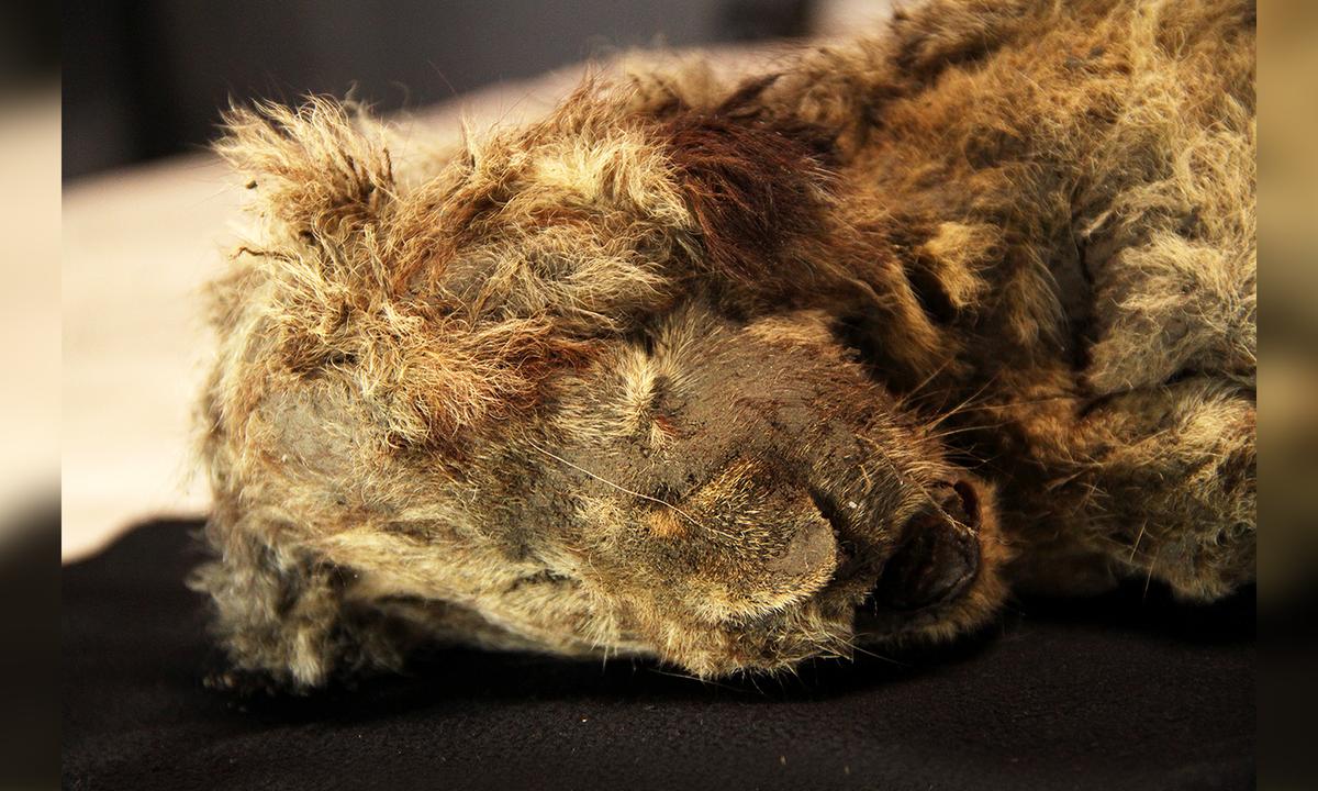 Ice Age Cave Lion Cub Unearthed in Siberian Permafrost Believed to Be 28,000 Years Old: Study