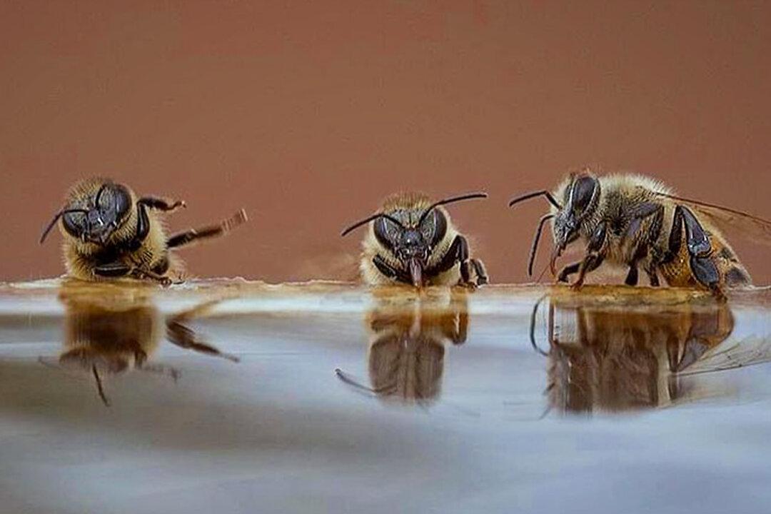 Hilarious Photo Shows 3 Bees Drinking, ‘Telling Jokes,’ ‘Falling out of Chair Laughing’