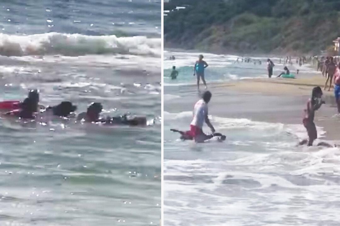 Video Shows K9 Lifeguards Rescuing Teenage Girl Swept Out to Sea by Ocean Current