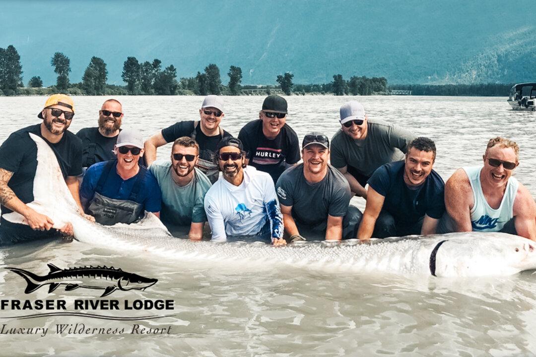 Fishermen Reel in 11-Foot Monster Sturgeon That Weighs Over 800 Pounds in Fraser River