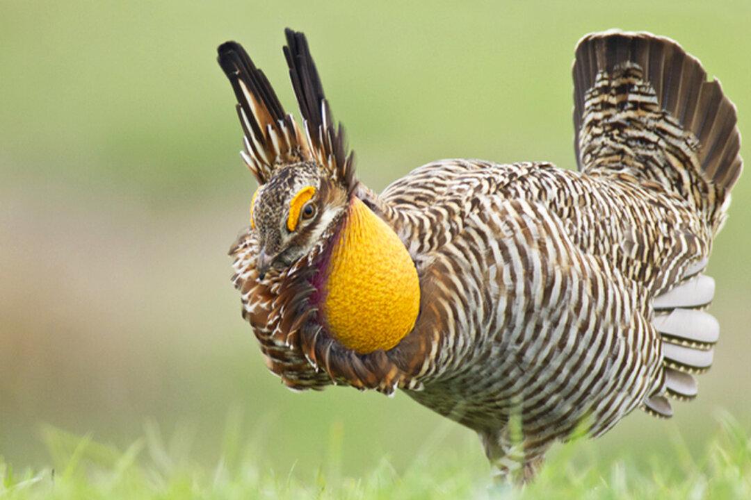 Texas Prairie Chicken With Bright-Orange Air Sacs Once on Verge of Extinction Rebounds: Survey