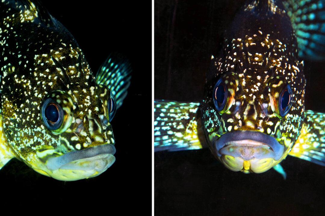 The China Rockfish Is a Splash of Iridescent Color That Seems to Glow in the Dark