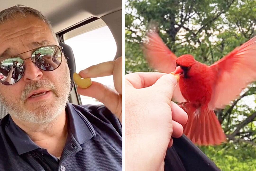 Man Forms Amazing Friendship With Red Cardinal, Shares Lunch With Him Every Day for 20 Months