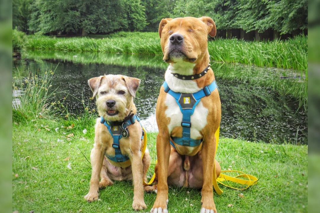 Born Blind, Adventurous Dog Hikes Mountains With Help from ‘Tiny Bodyguard’ Dog Sibling