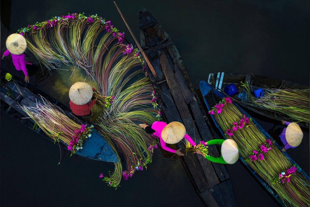 Stunning Photos Capture Women Harvesting Waterlilies From Vietnam’s Mekong Delta