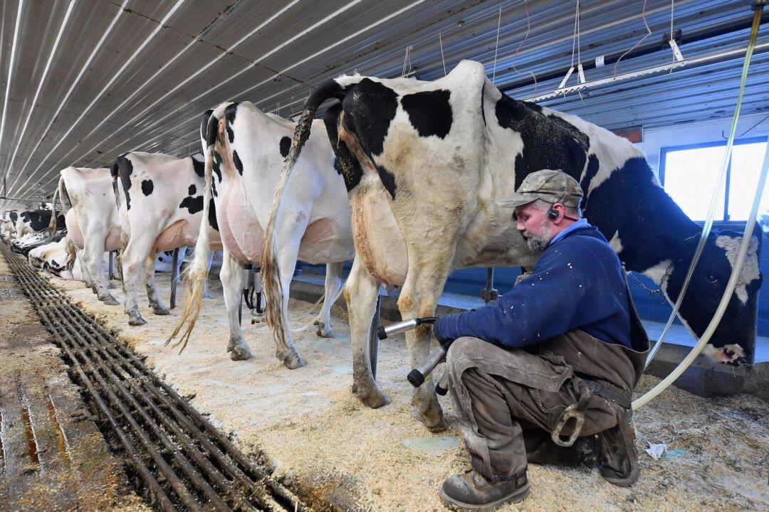 Dairy Farmers to Be Compensated for Losses From Pandemic-Related Price Volatility
