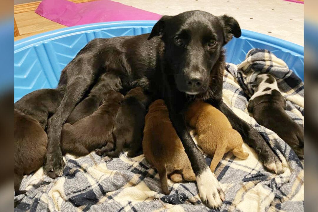 Rescue Dog In Minnesota Adopts 10 Orphaned Puppies After Losing Her Own Litter