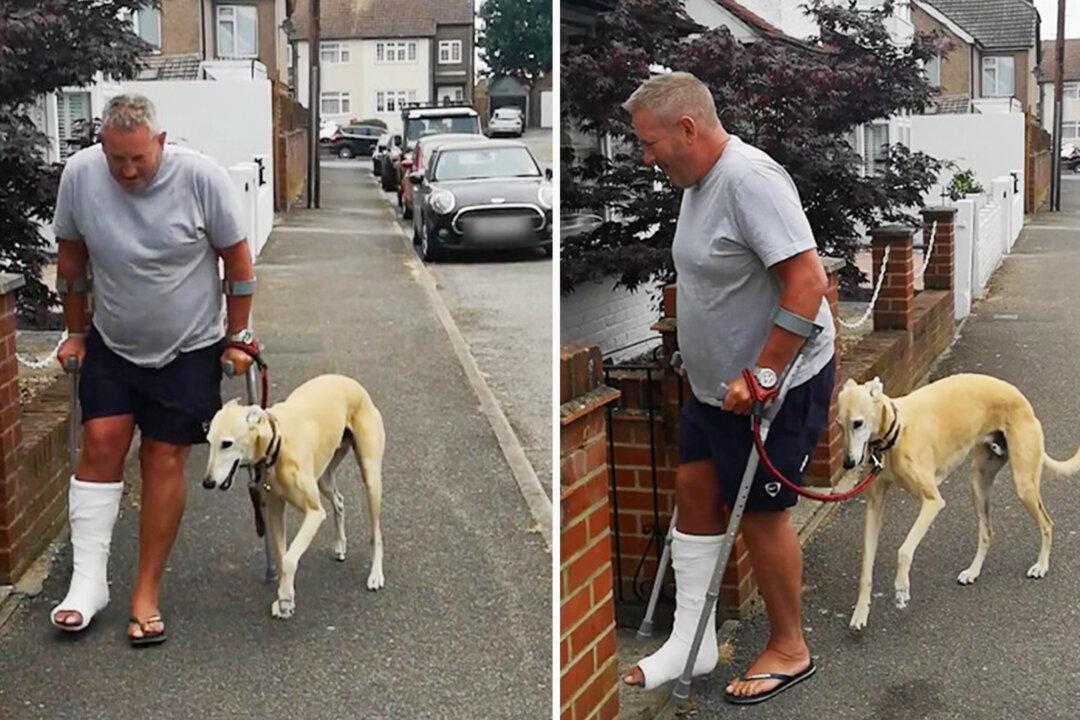 Video of Dog Suspiciously Limping Beside Owner in Crutches Who Broke His Ankle Goes Viral