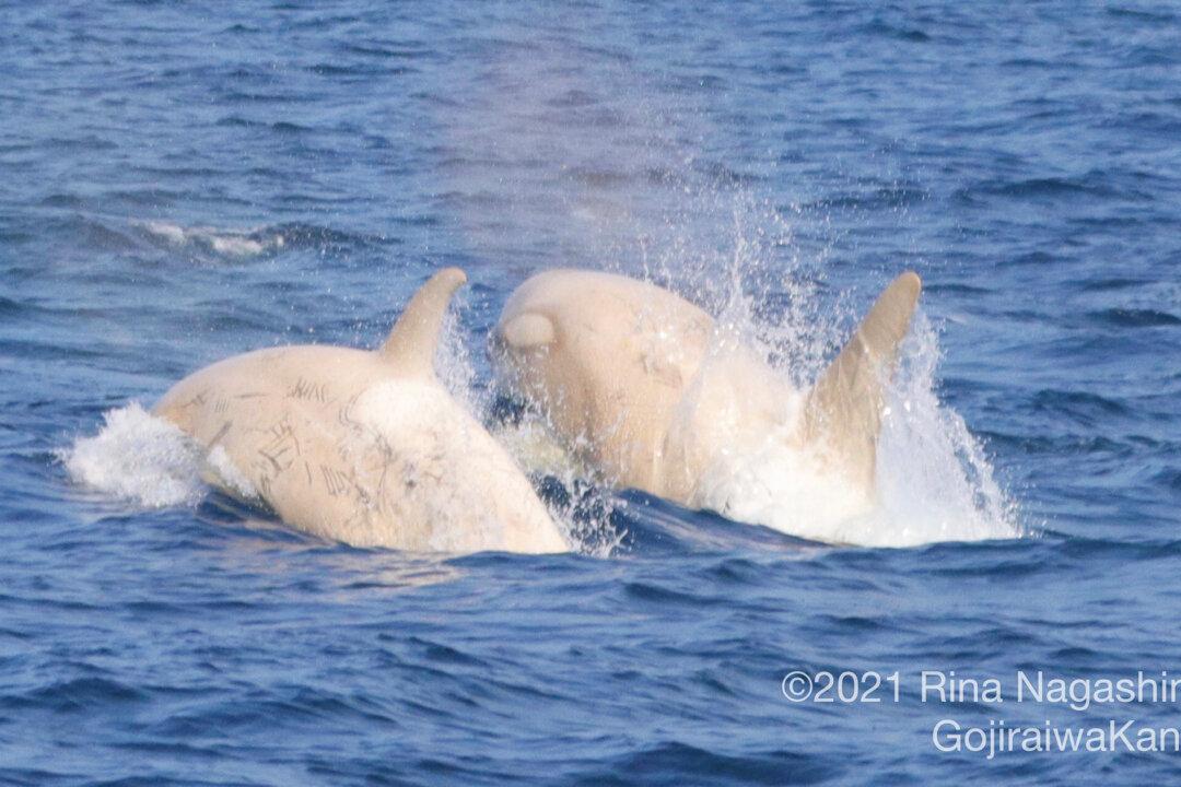 2 Rare White Orcas Swimming Side by Side Surprise Whale Watchers off the Coast of Japan