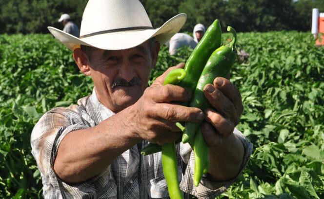 Hatch Chile Fever
