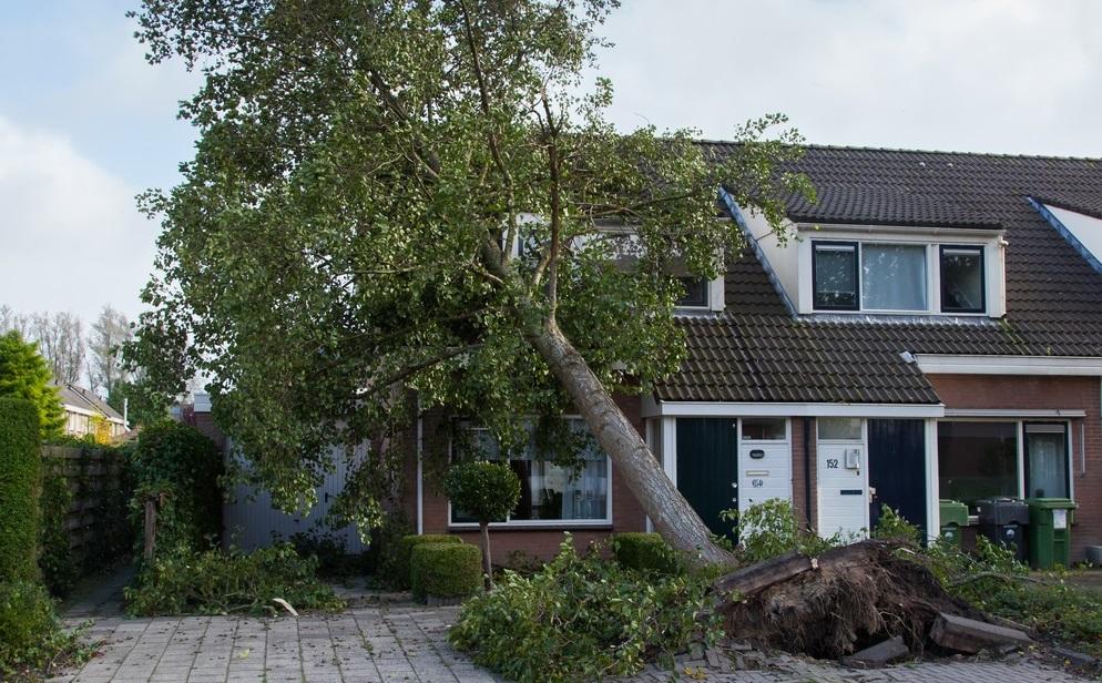 My Neighbor’s Tree Fell on My Property