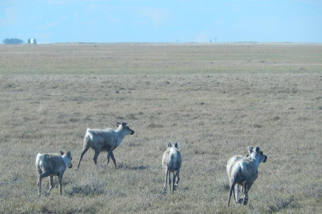 Alaskan Lawmakers Respond to Judge Blocking Major Oil Project