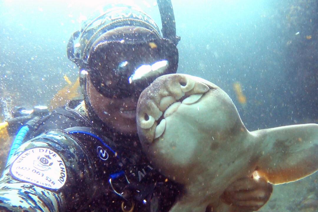 VIDEO: Scuba Diver Who Cuddled Baby Shark 11 Years Ago Reunites With Underwater Friend
