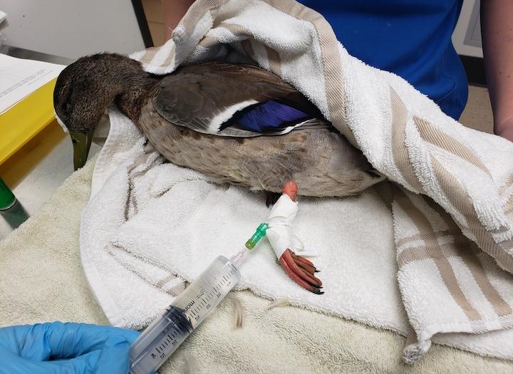 Avian Botulism Outbreak a Good Reminder Not to Feed the Ducks