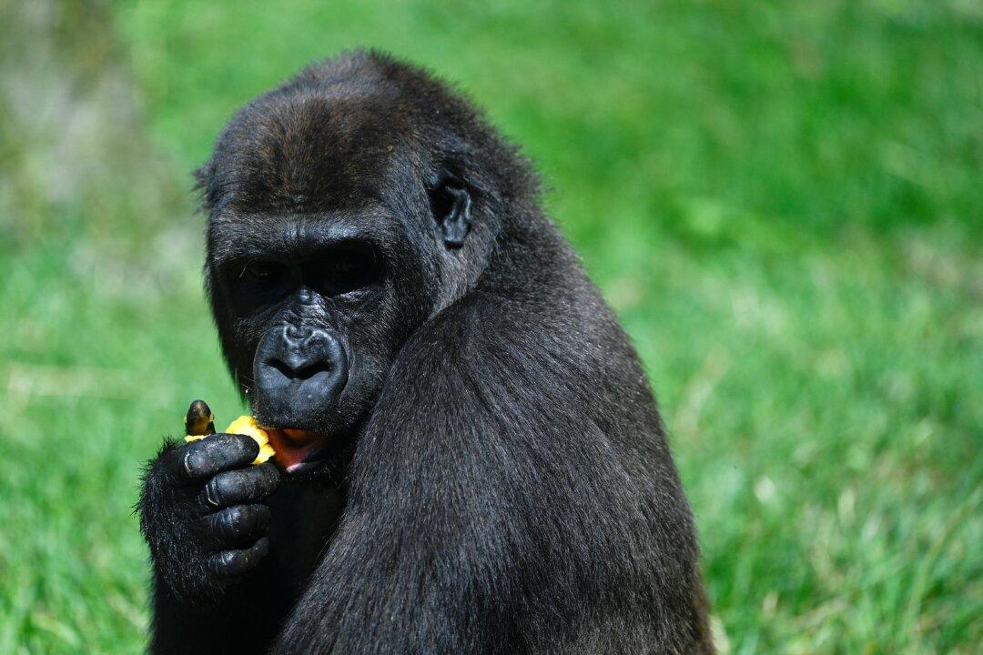 Gorilla at Albuquerque Zoo Euthanized Because of Infection