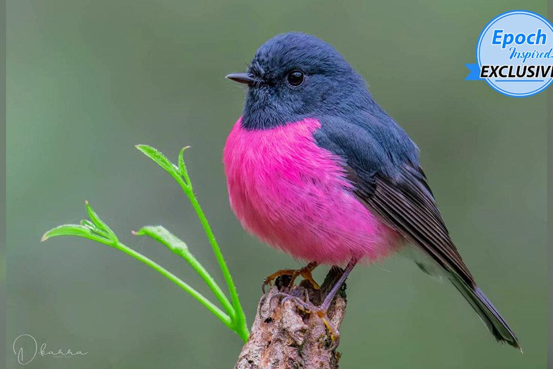 Australian Photographer Captures Video of Elusive Pink Robin in Rainforest Down Under