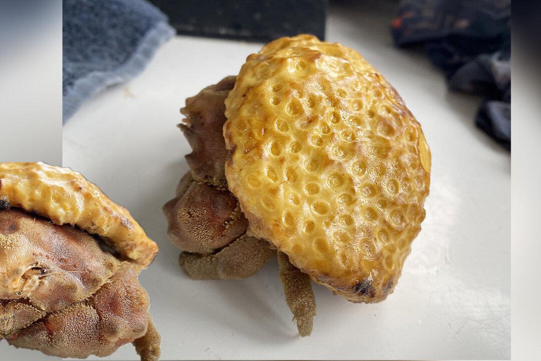 Fisherman Catches Ultra-Rare Sponge Crab That ‘Looks Like a Pastry’ off the Coast of England