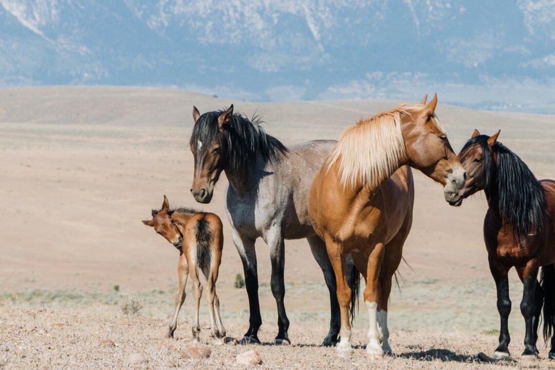 Discovering the Real Nevada