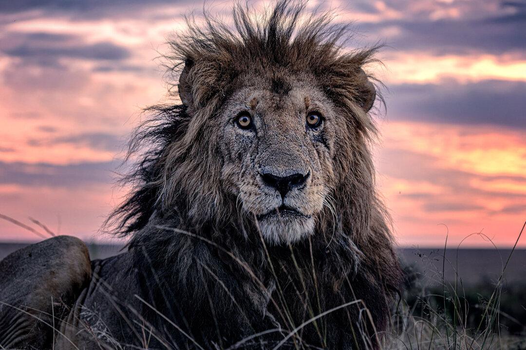 Photos Show the Oldest Known Lion in the Maasai Mara Wildlife Reserve in Kenya