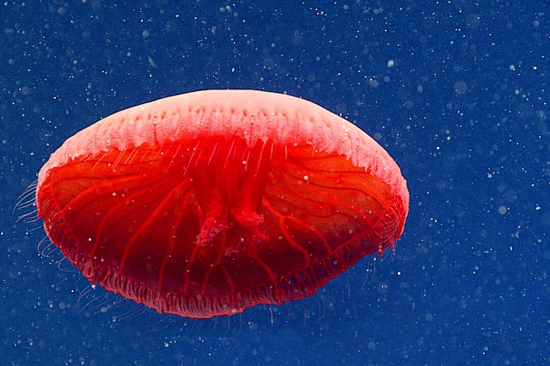 Ocean Researchers Record Beautiful ‘Undescribed’ Species of Red Jellyfish 2,300 Feet Under the Sea