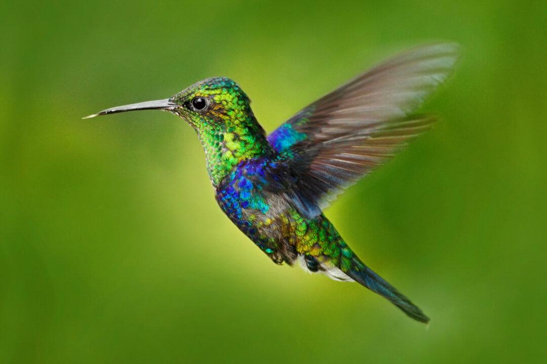 Meet the Crowned Woodnymph Hummingbird That Wears a Plumage of Blue-Green ‘Sequins’