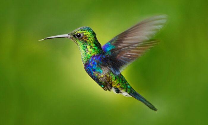 Meet the Crowned Woodnymph Hummingbird That Wears a Plumage of Blue-Green ‘Sequins’