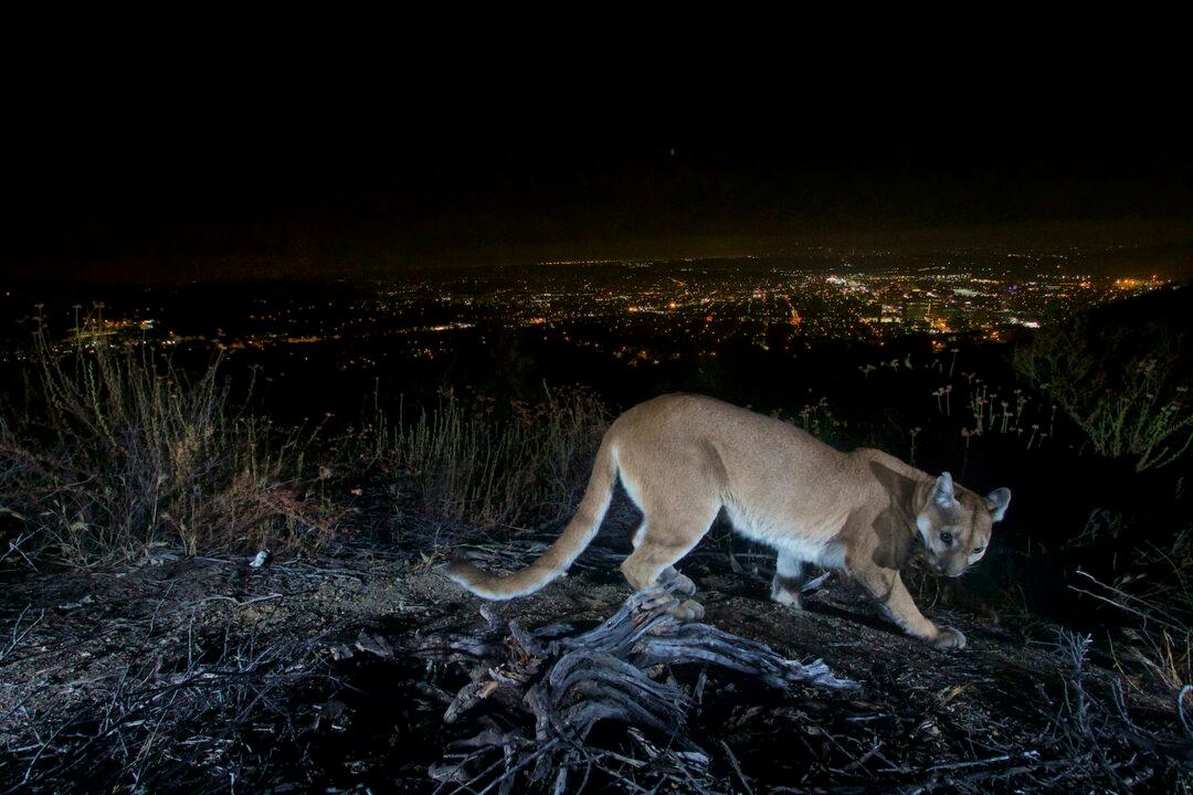 Artists Sought for Mountain Lion Sculpture in Los Angeles