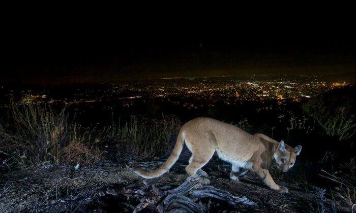 Rebounding Mountain Lion Population Brings Concern to the Rural West