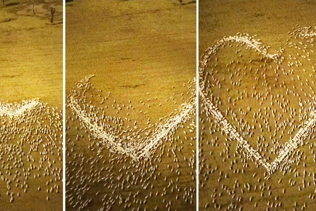 Farmer Arranges Sheep to Form Giant Heart for Funeral He Couldn’t Attend Down Under Due to Pandemic