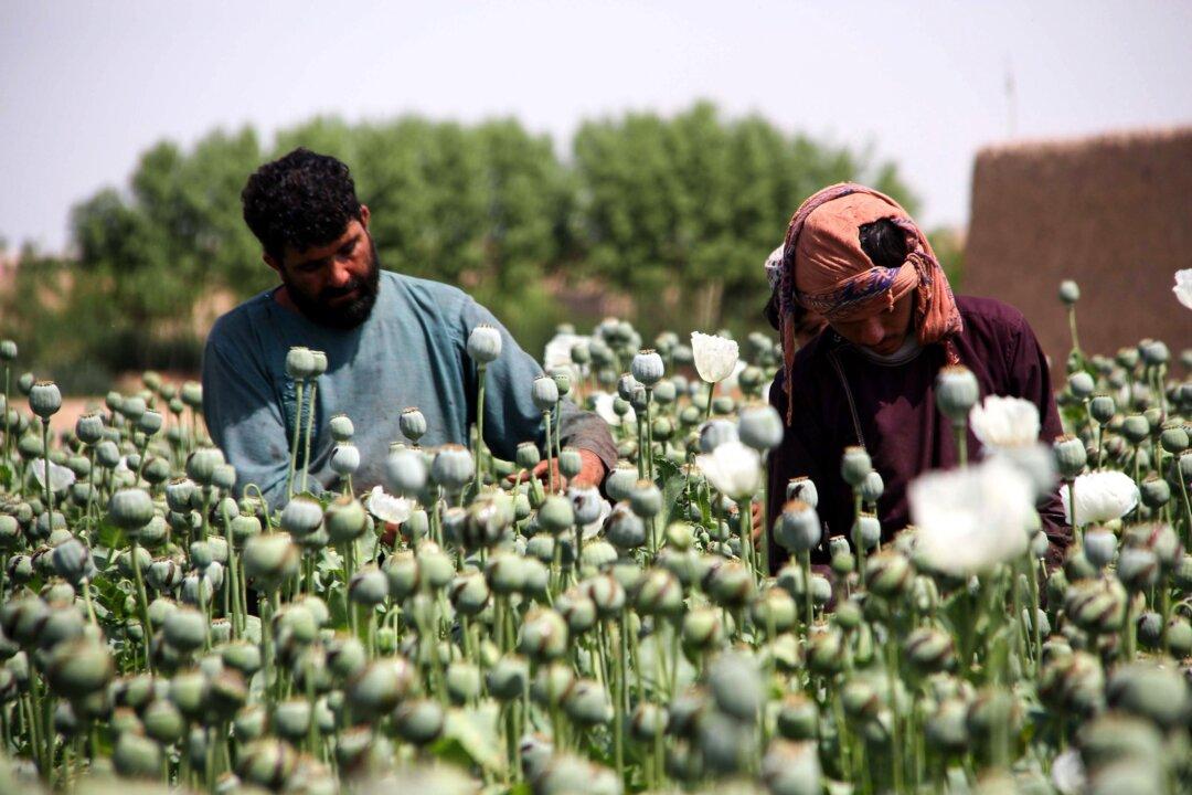Taliban Likely to Continue Afghanistan’s Lucrative Drug Trade: Experts