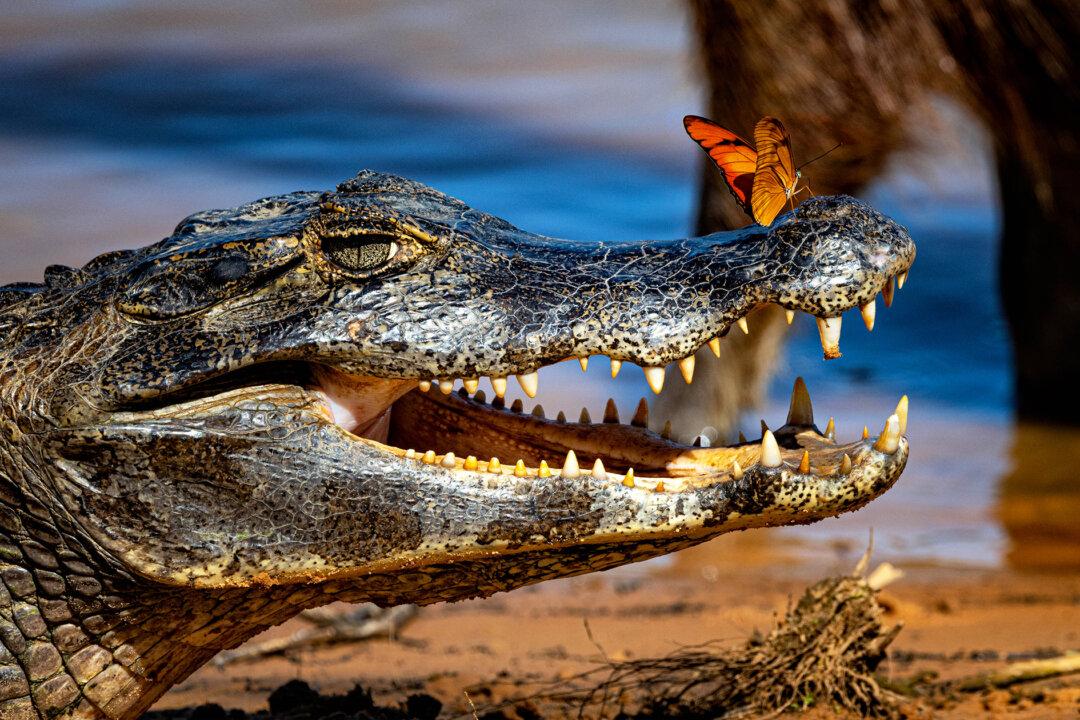 Wildlife Photographer Captures Caiman Greeting Butterfly Sitting on Its Snout