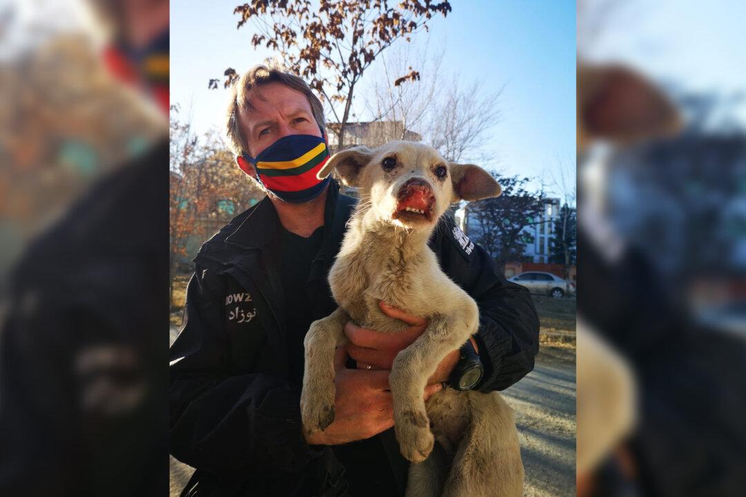 Ex-UK Marine Who Evacuated Cats and Dogs From Kabul Says Military Didn’t Help With Airport Entry