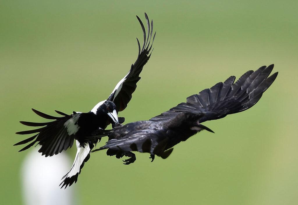 Council Will Act Faster to Remove Dangerous Birds After Baby’s Death