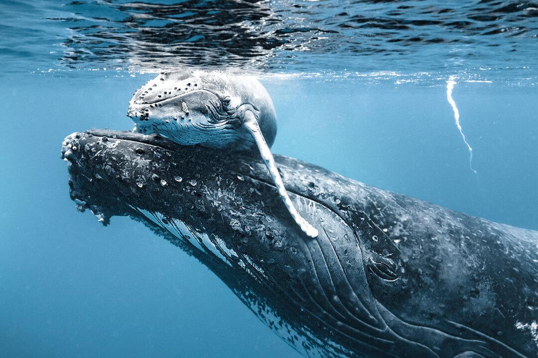 Touching Photos Show Mother Humpback Whale Helping Her New Baby to Breathe