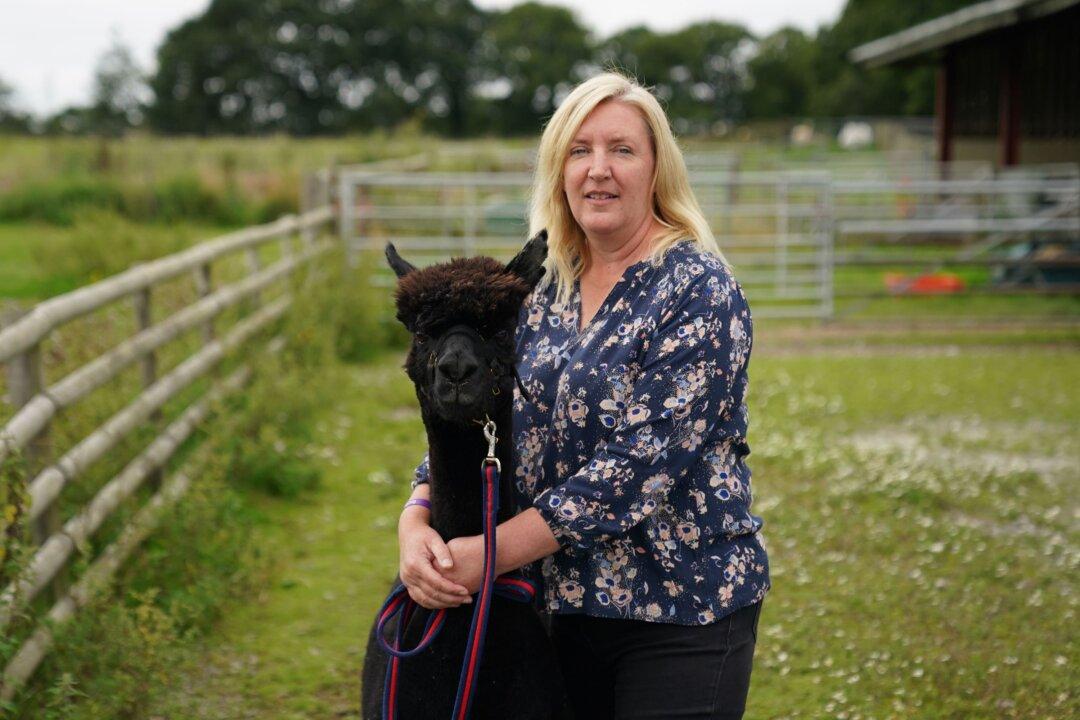 Geronimo the Alpaca Is Put Down, Ending High-Profile Legal Fight With UK Authorities