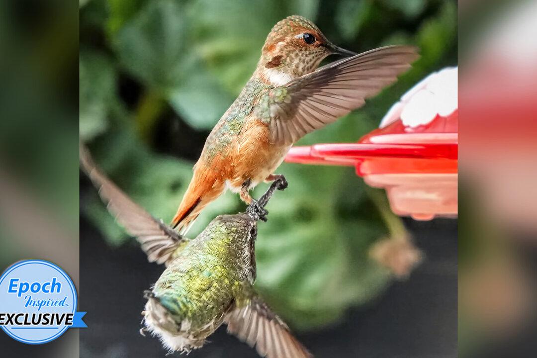 Ultra-Rare Photoshoot Shows Dueling Hummingbird Grabbing Another Bird’s Beak in Fight for Feeder