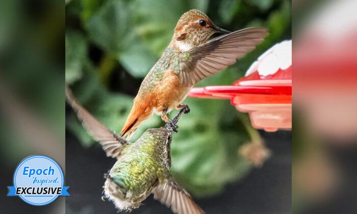 Ultra-Rare Photoshoot Shows Dueling Hummingbird Grabbing Another Bird’s Beak in Fight for Feeder