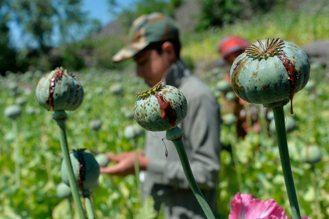 Amid Sanctions, Taliban Expected to Double Down on Drug Trafficking