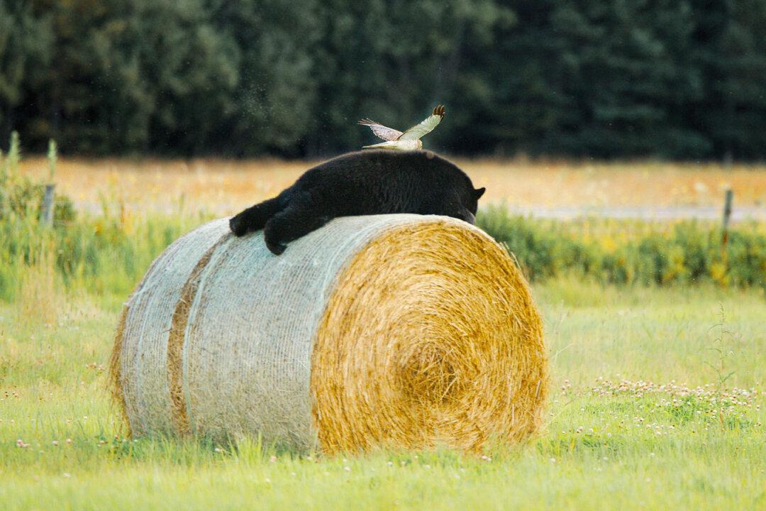 ‘Angel Wings’: Man Snaps Rare Photo as Bird Swoops Down on Bear Snoozing on a Hay Bale