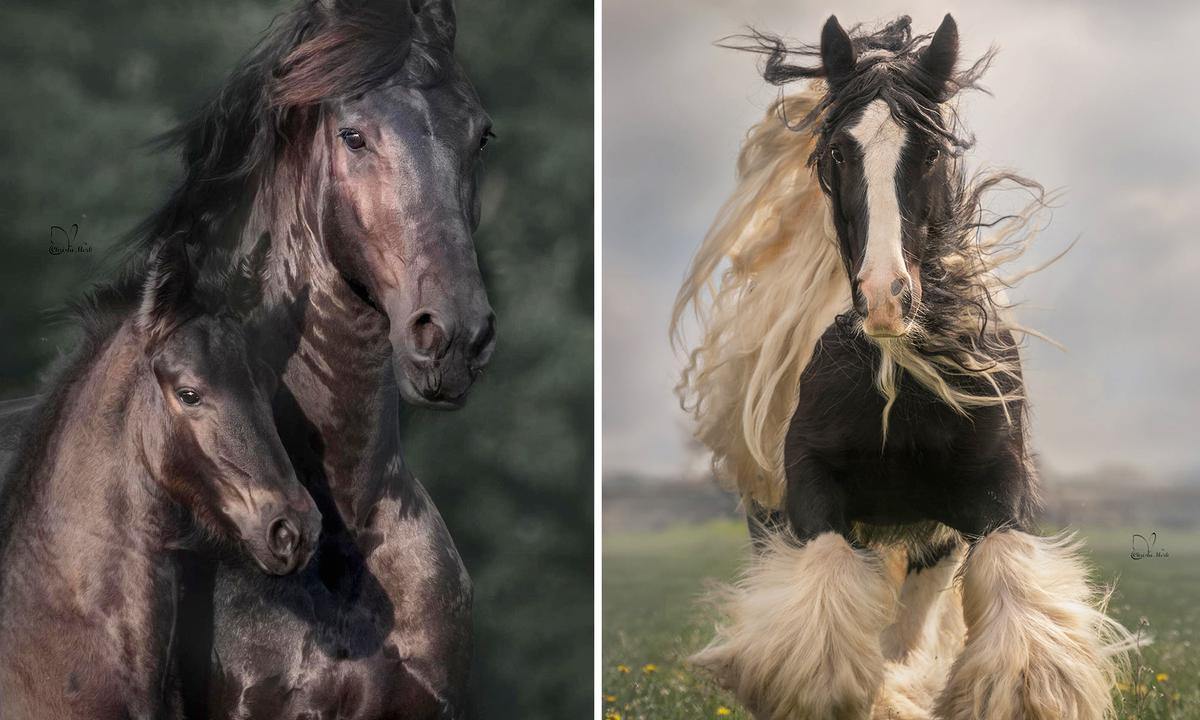 Photographer Captures the Awesome Power of Draft Horses in Her Dramatic Equine Action Shots