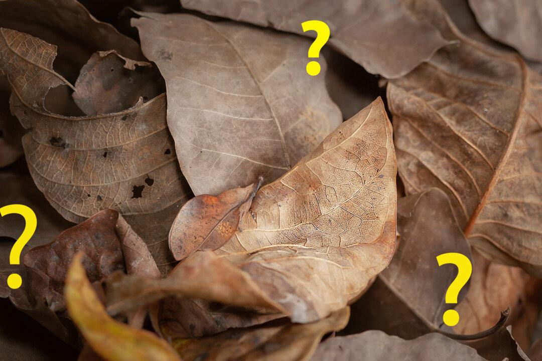 Can You Spot the Expertly Camouflaged Moth in This Ordinary Photo of Crisp Brown Leaves?
