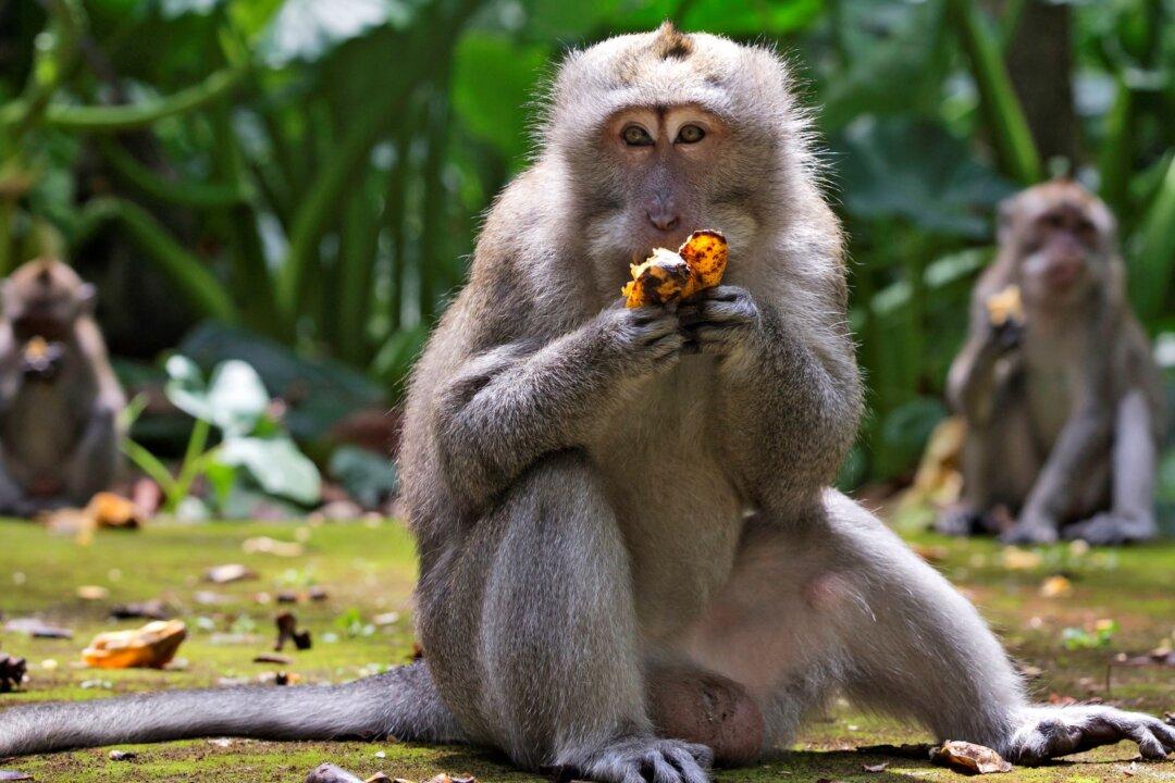With No Tourist Handouts, Hungry Bali Monkeys Raid Homes