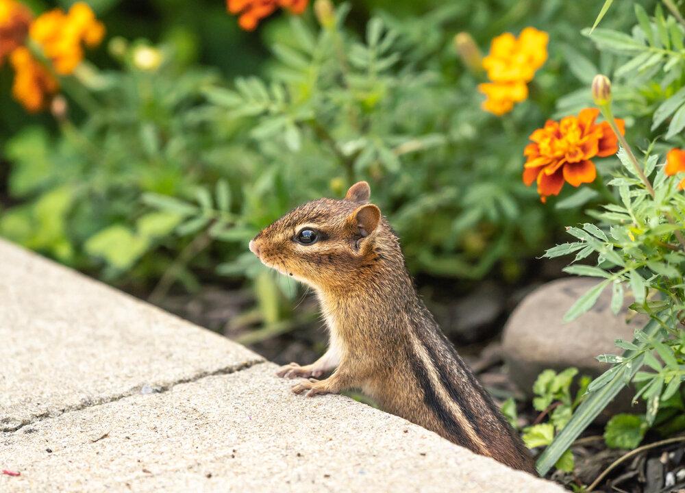 Move Houseplants in, Chipmunks Out