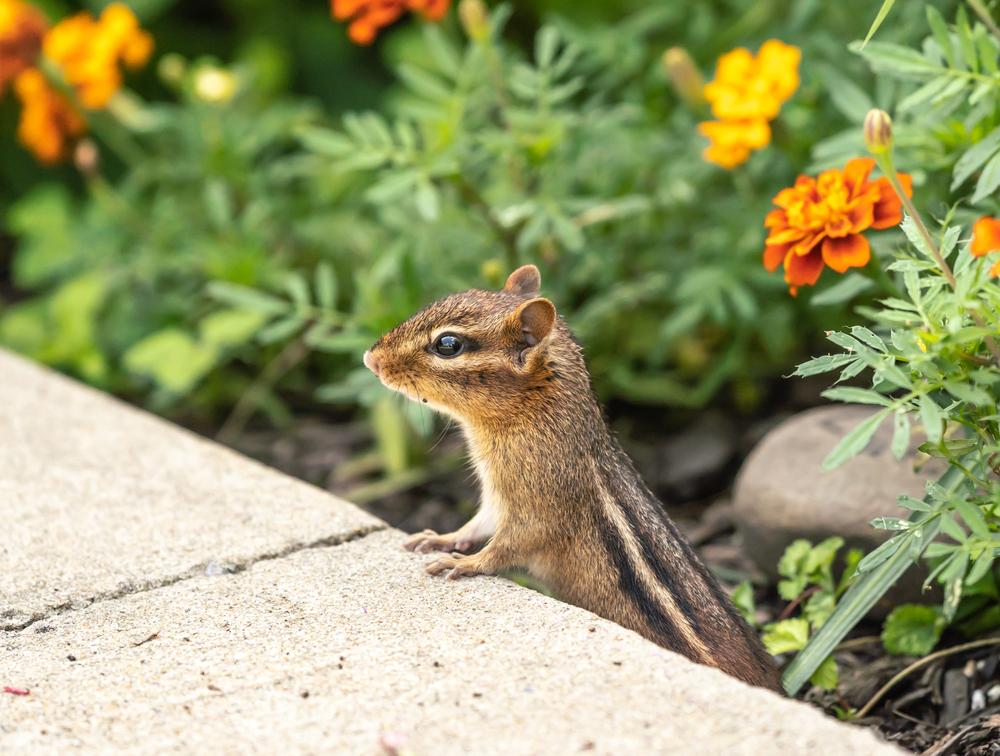 Move Houseplants in, Chipmunks Out