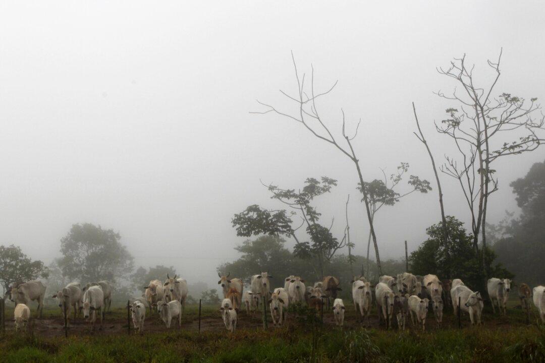 Beef Giant Brazil Halts China Exports After Confirming Two Mad Cow Disease Cases