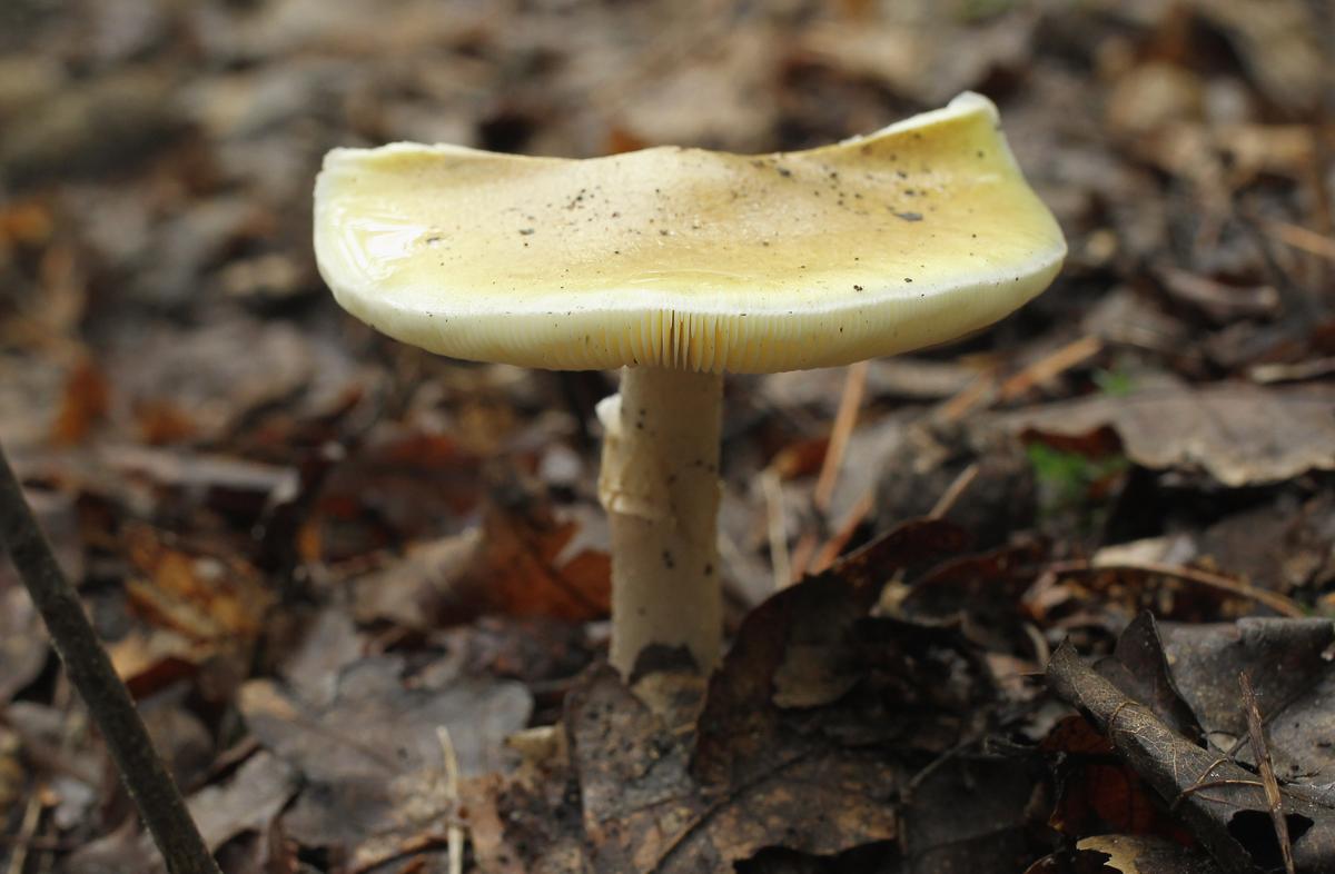 Woman Arrested Over Suspected Mushroom Poisoning Deaths