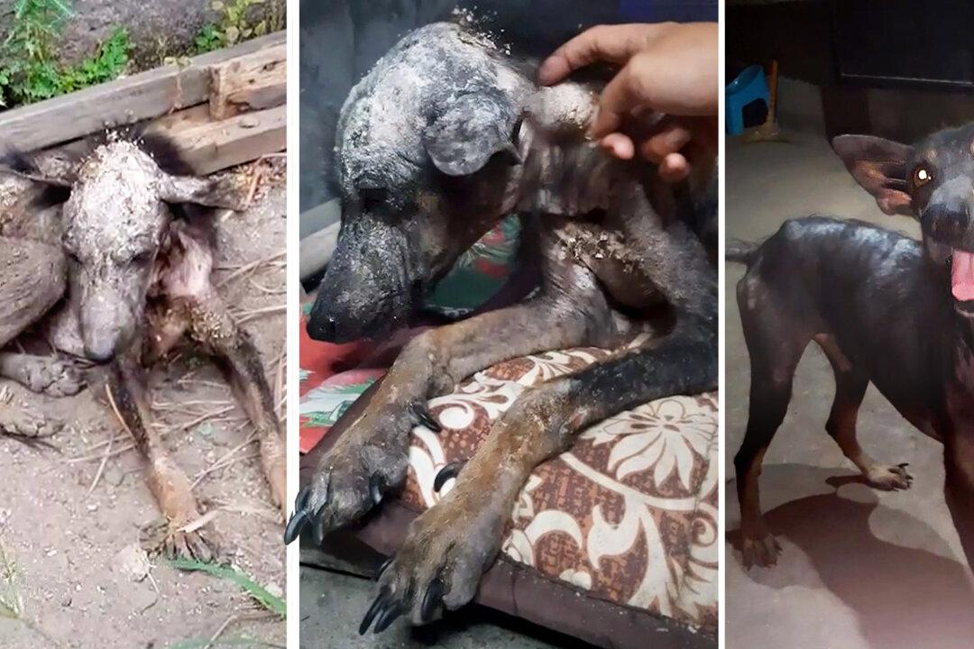 Photos Show Abused, Mangy, Malnourished Dog’s Transformation After New Owner Adopts Him
