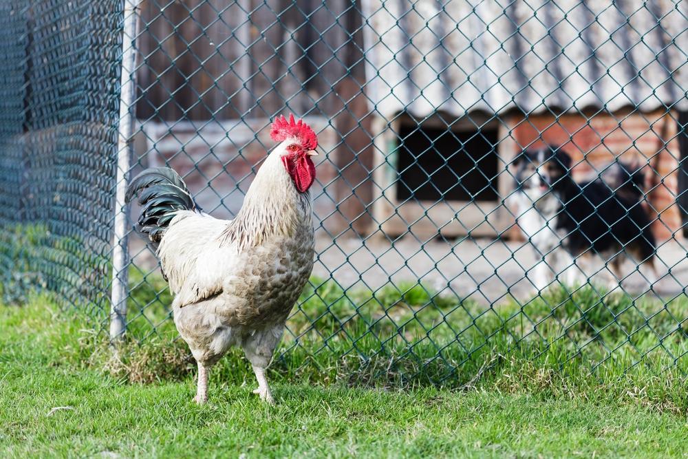 Chain-Link Fencing Is Effective and Easy to Install
